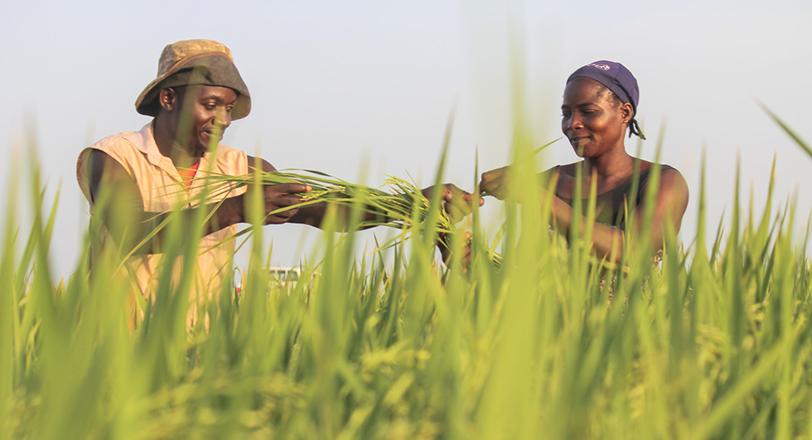 一男一女在尼日利亚的稻田里一起工作